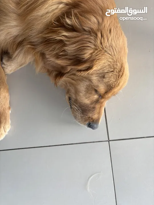 Golden retriever for sale