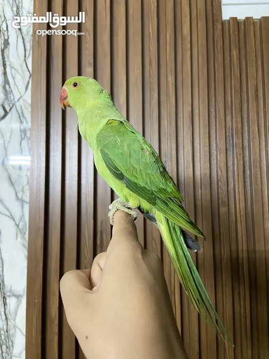 ببعاد دره اليف جدااااااااا