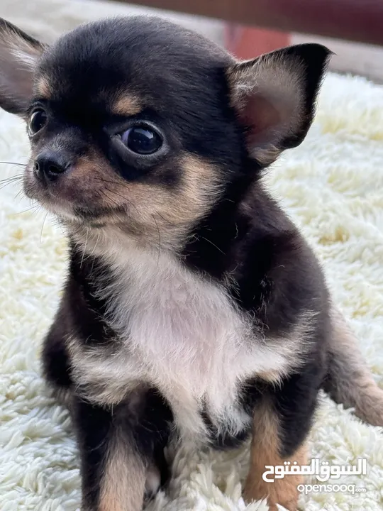 3 months old teacup chihuahua