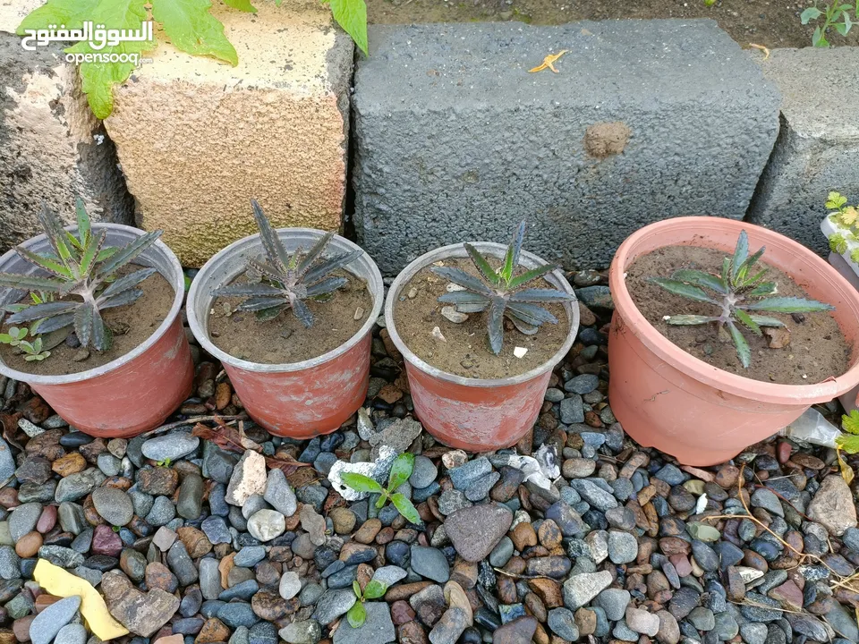 CHANDELIER PLANT FOR SALE