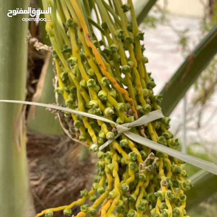 لتنظيف النخيل والواشنتونيا والاهتمام بالحدائق والثمار بكافه انواعها