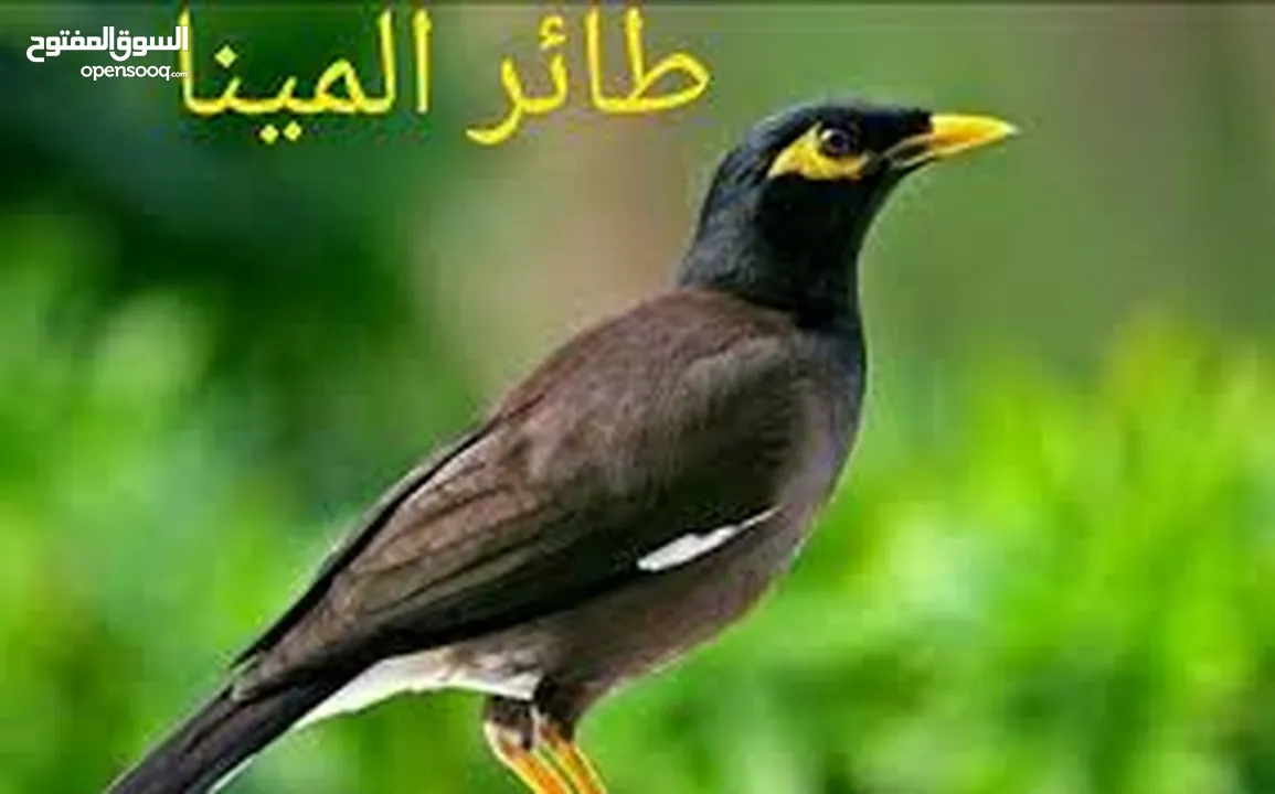 طيور بريه للزق اليدوي مينا شحرور