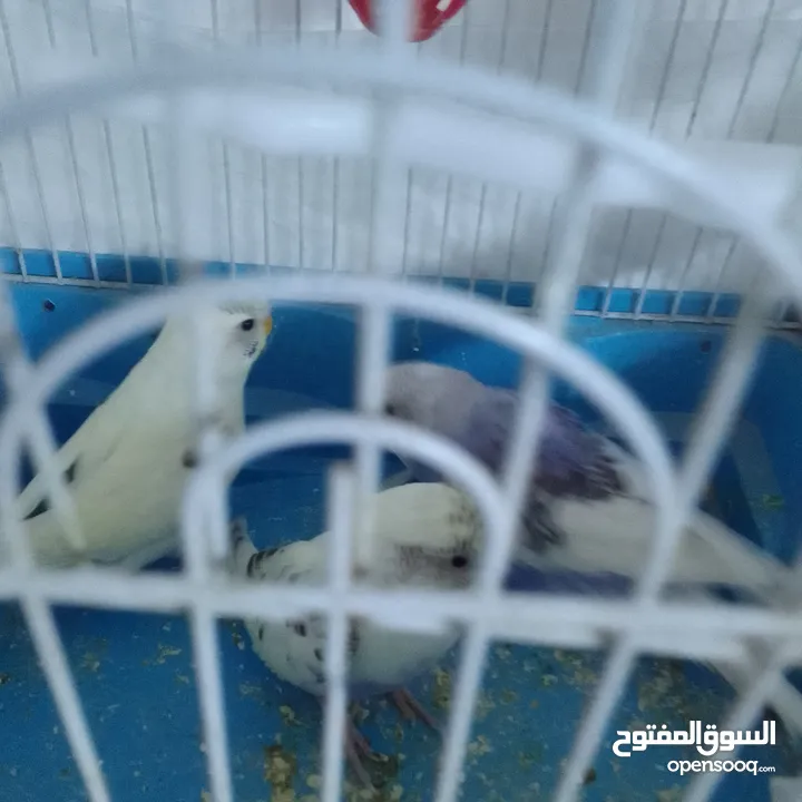 التواصل عبر واتس اب ببغاء كوكتيل  حجم كبير وعصافير حب مفتل و البينو وعادي عادي احجام كبيره