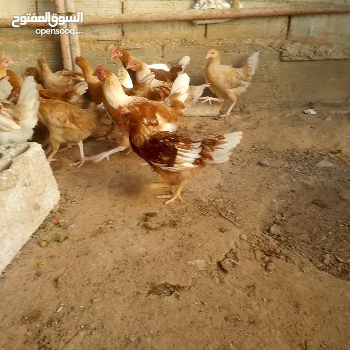 ديوك لوهمن