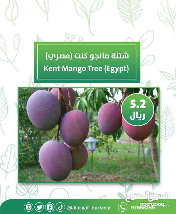 شتلات و أشجار المانجو المختلفة لدى مشتل الأرياف بأسعار مناسبة ومنافسة  mango tree