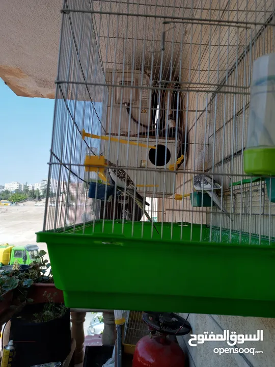 ببغاء كوكتيل ذكر وانثى مع قفص