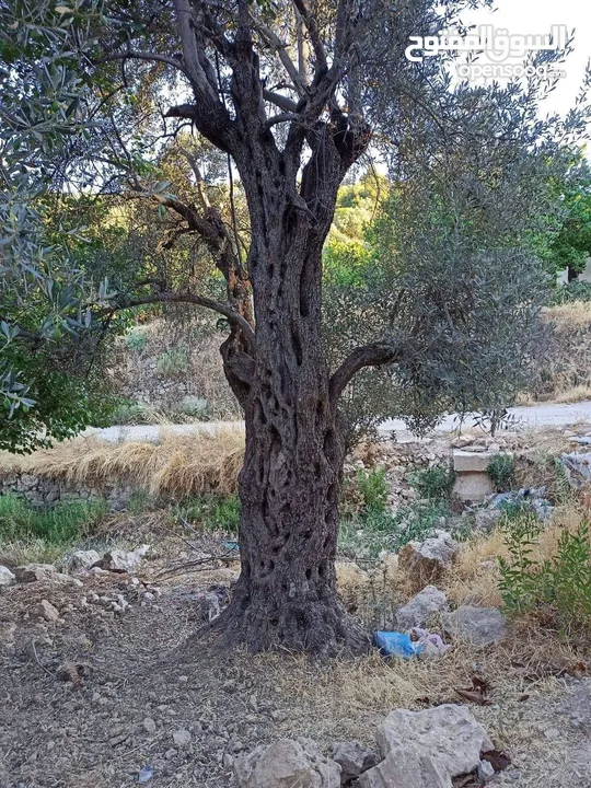 شجر زيتون رومي معمر