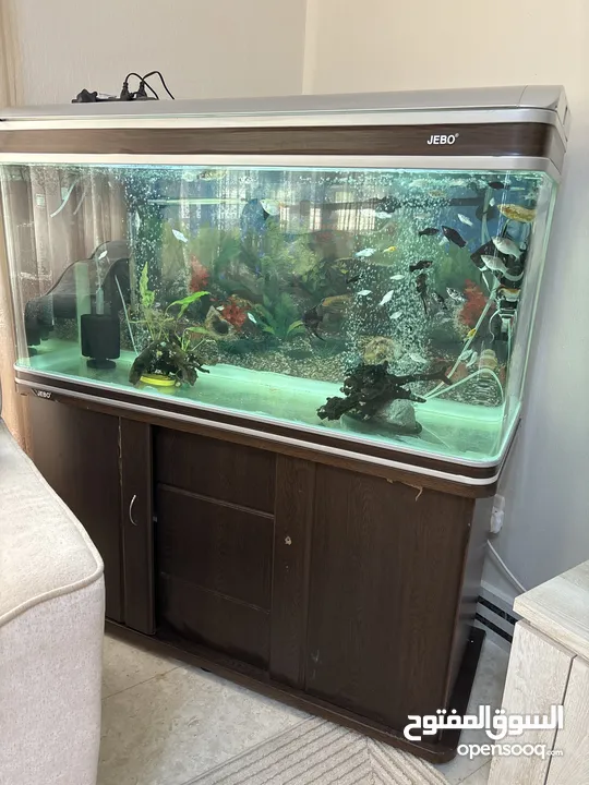 JEBO Fish tank big size urgent sale