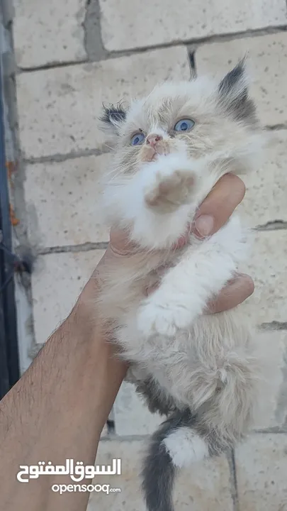 ذكر راغدول عمر شهرين للبيع