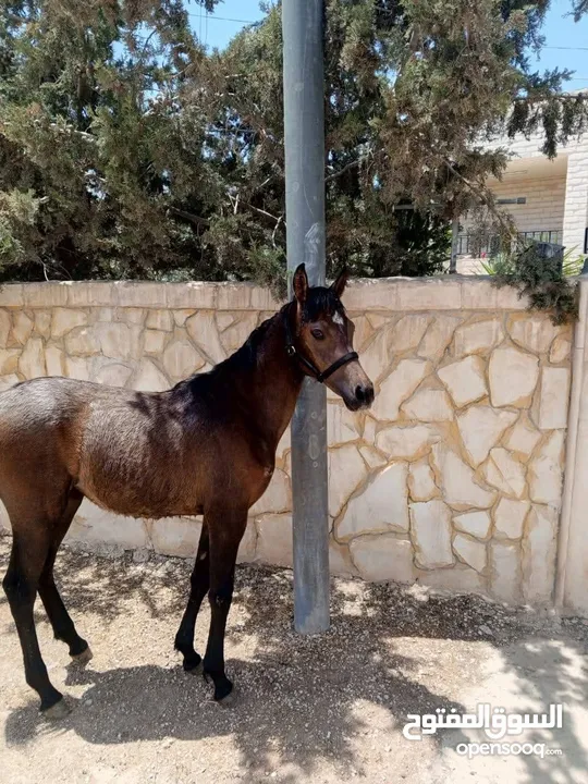 مهره عربيه بدون ورق
