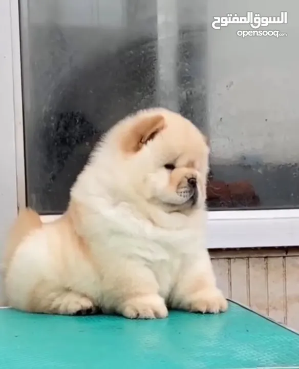 جراء تشاينيز تشاو تشاو chow chow مستوى عالي جدا جدا