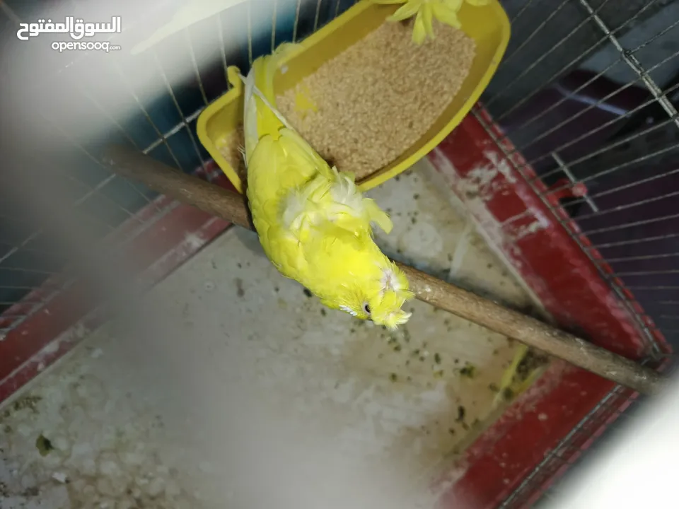 جوز حب هوجو رومو لاتينو  وردات فل شغال للبيع او للبدل علا جوز كنار .. اقرأ الوصف .. للبيع بدون قفص