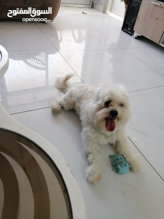ذكر وانثى  فرنش تيرير عمر شهرين الأنثى والذكر سنتين puppy 2-months - French Terrier female & boy