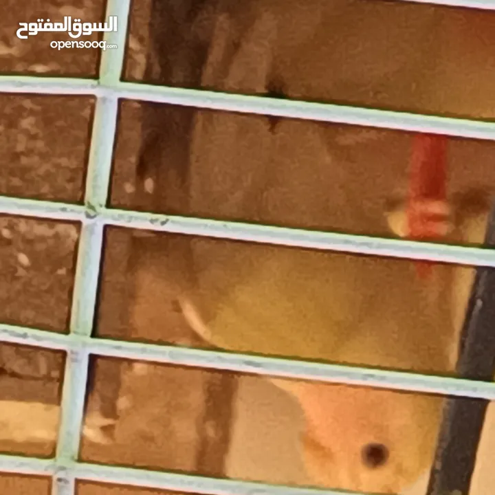 فحل كوكتيل وايت فيس جاهز للتجاوز