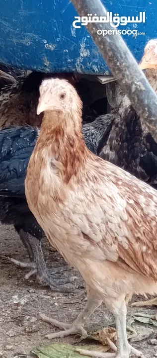 صوص بلدي للبيع