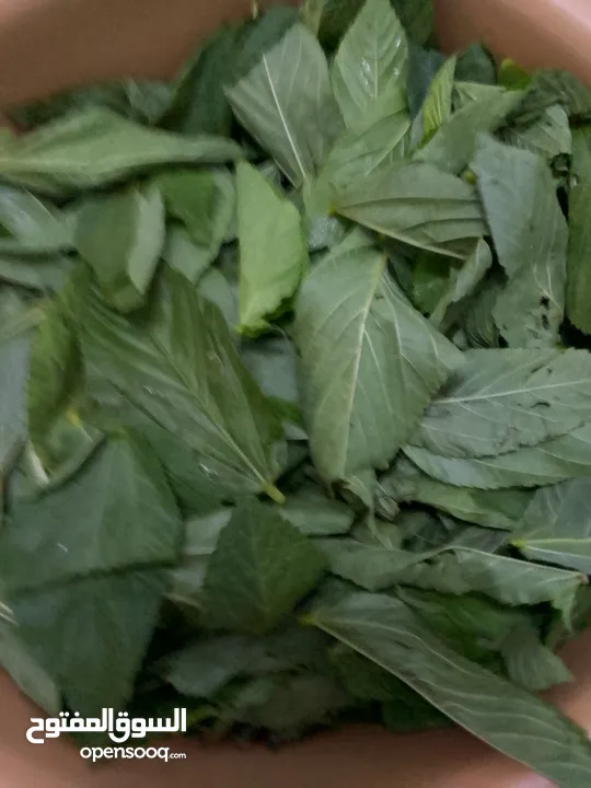 ملوخيه ورق وملوخيه ناشفه مفروكه وناعمه بدون عيدان مغسله ومنقبه وجاهزه لطبخ