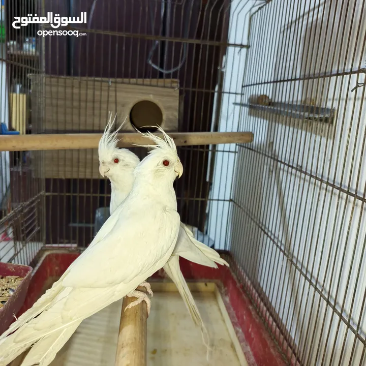 جواز كوكتيل البينو منتجات للبيع