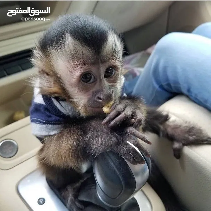 Amazing Capuchin Monkeys for Sale