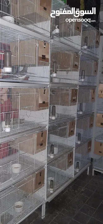 love birds and fischers breeders with cage and nest box