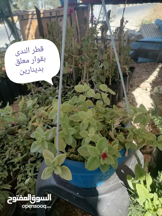 اشتال للبيع يتوفر اشتال منوعه وجميله