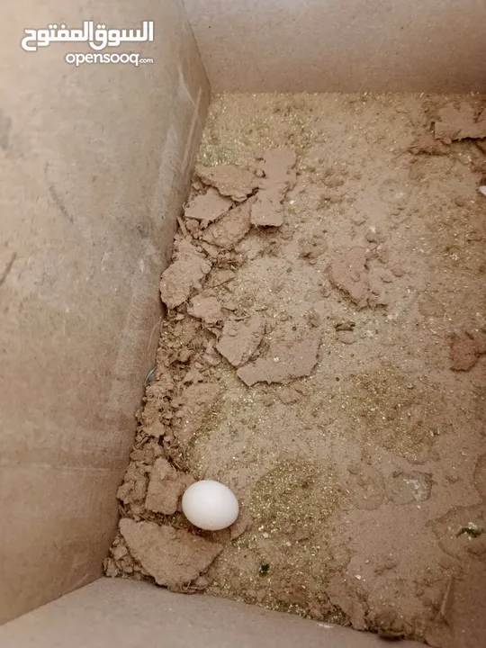 جوز كوكتيل مع فراخ وبيض / موقع عجلون عنجره / تفاصيل بالوصف