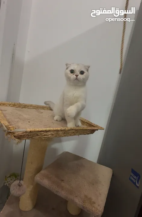 Beautiful Cat for Sale – Healthy & Friendly ( urgent sale i am leaving)
