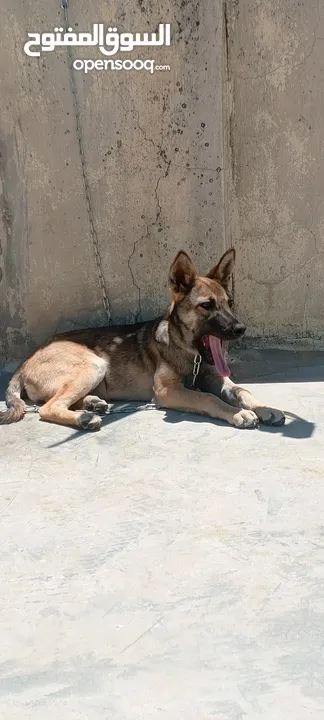 جرو بندوق الاب ملينو بيور و لام جيرمن شيبرد عمر 4 شهور ماخذ مطعوم لون مميز انثى
