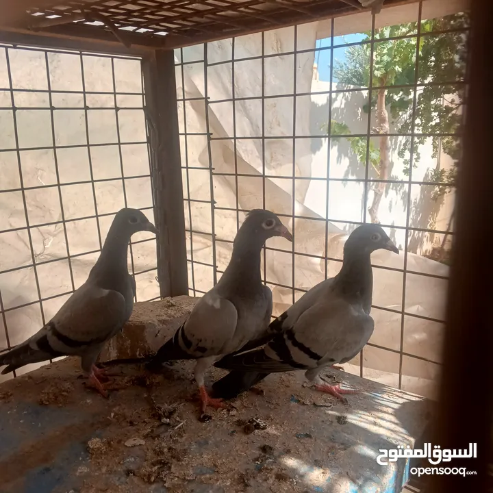 حمام زاجل فطام جديد دماء قوية  ثلاثة فراخ نخب  مطلوب 12دينار  اربع دينار الواحد