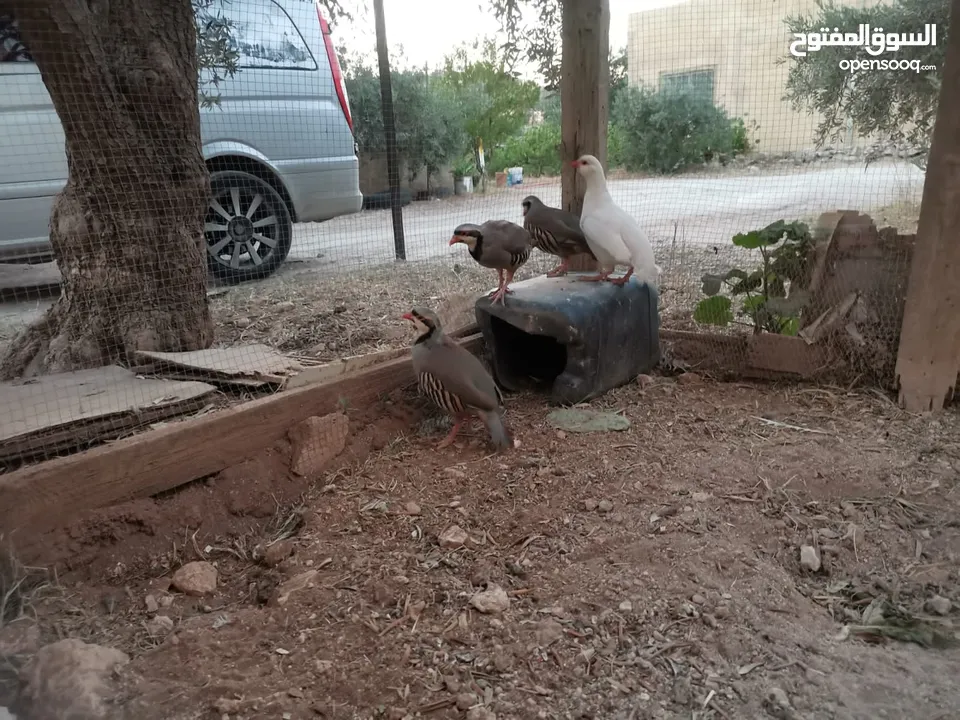 خمسة ذكور حجل  للبيع