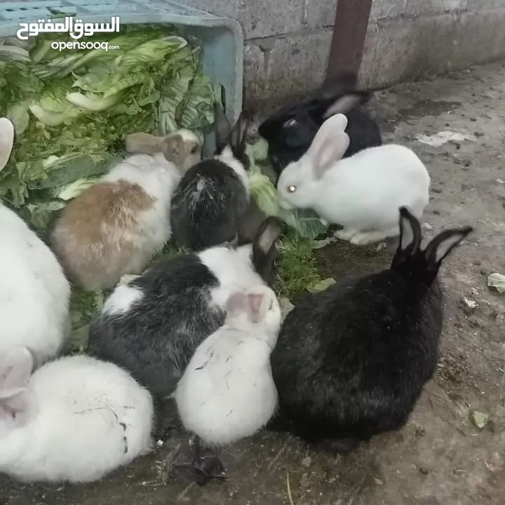 أرانب فرنسي للبيع اعمار مختلفة بسعر رخيص