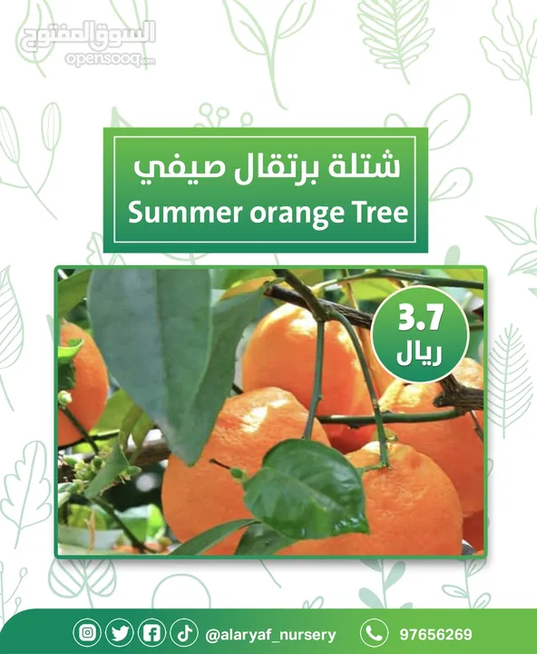 شتلات وأشجار البرتقال والحمضيات من مشتل الأرياف  أسعار منافسة نارنگی /  میندر کا درخت orange tree