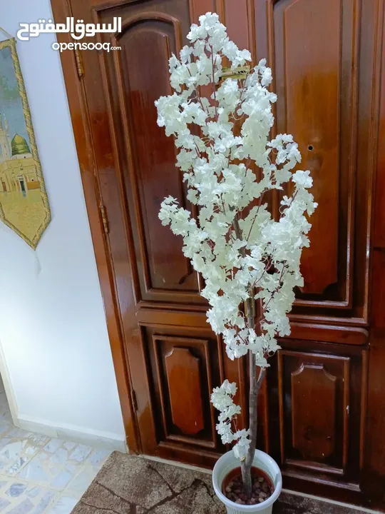 أشجار لوزيات أغصان طبيعي