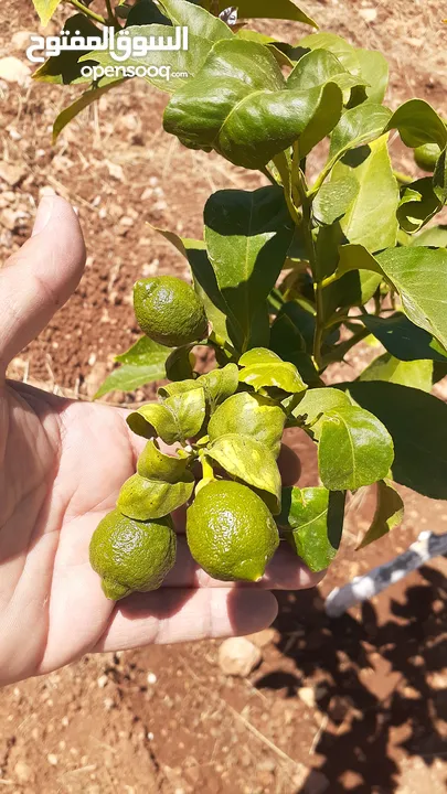 مزرعه 3400 م مع بيت ريفي للبيع شرق جرش  دحل المدور  حمامه