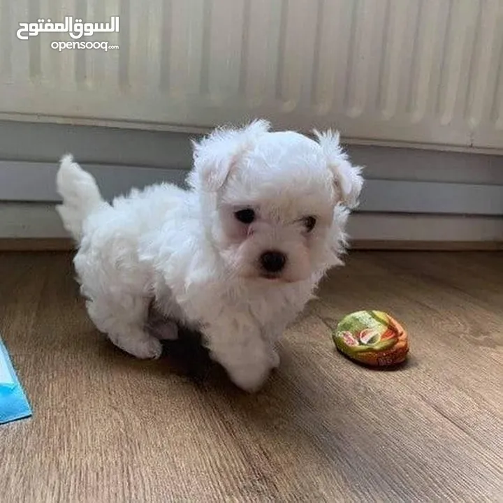 Adorable Maltese puppy ready for a new home