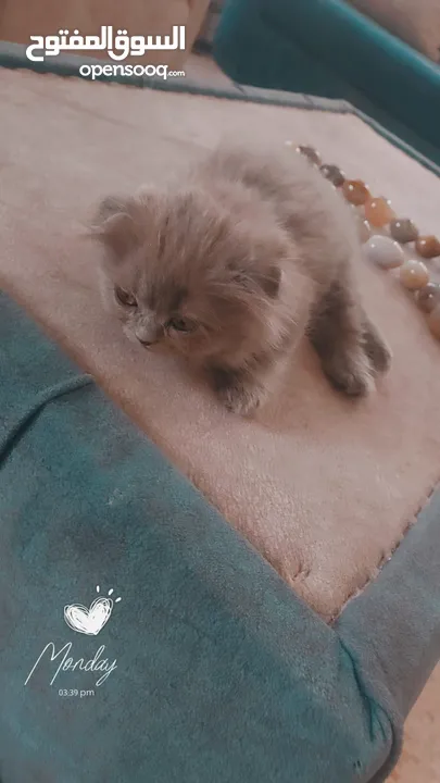 قطط سكوتش فولد و ستريت