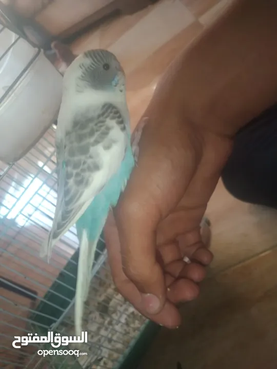 عصافير حب بادجي 2 مع القفص