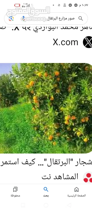 مزرعه للبيع 9دنمات من اصل 50دنم جميع انواع الحمضيات ويوجد بيت وبركه وريزرين مياه