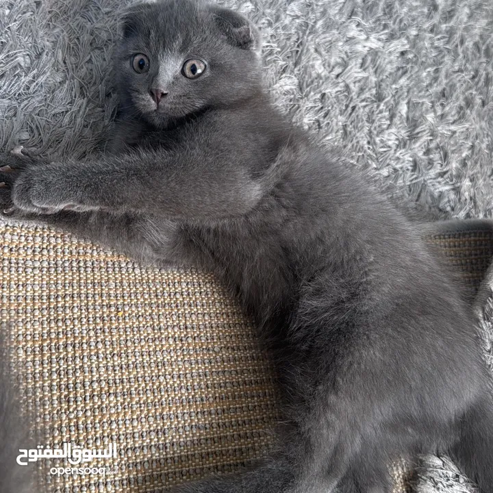 انثى سكوتش فولد العمر سنه . ذكر سكوتش فولد العمر شهرين و نص . Scottish fold female and male