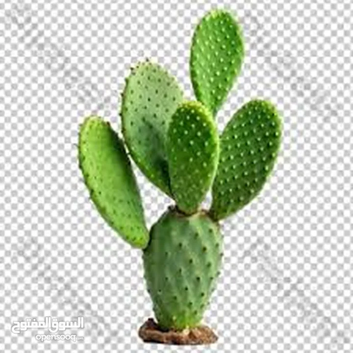 نبتى صبار منزلي مثمره
