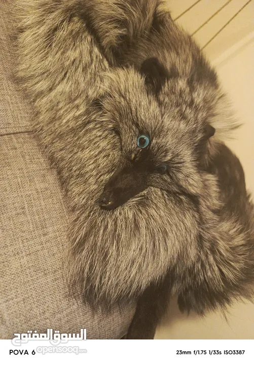 فروه silver fox