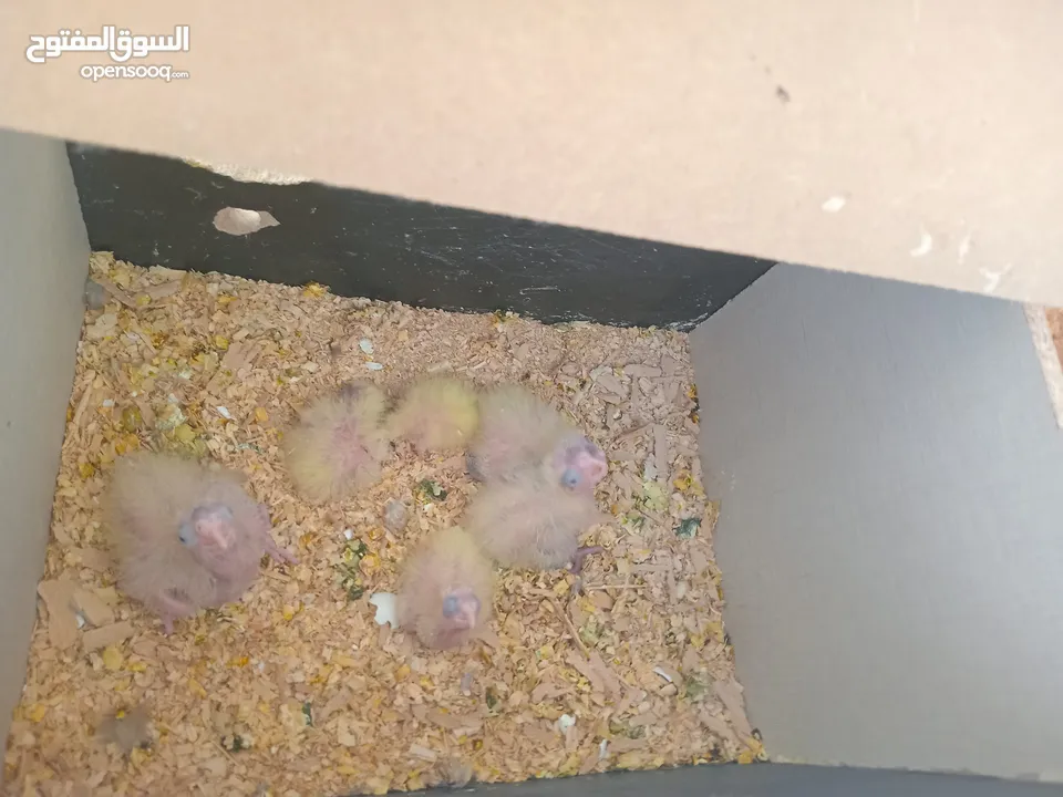 6 فراخ كوكتيل بحالة ممتازة يمكن بيعهم كامل ويمكن بالحبة للبيع ويوجد حبتين كوكتيل عمرهم شهرين