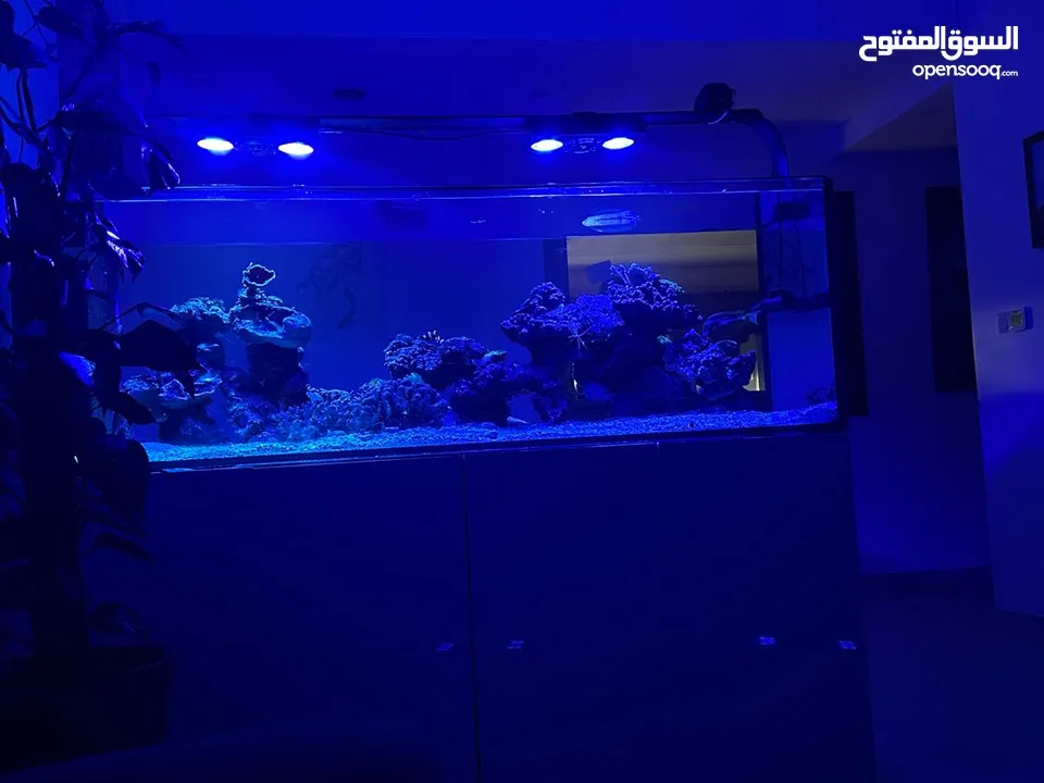 Aquarium with salt water (fish, coral and all appliances are included)