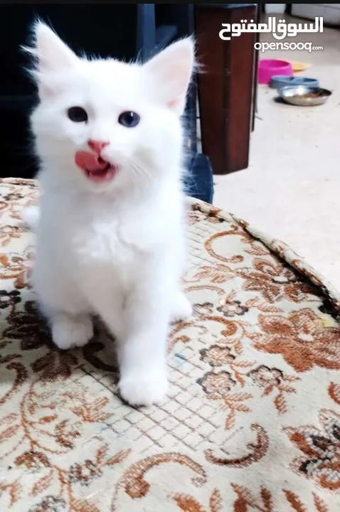 بسس  لولو وسكر
