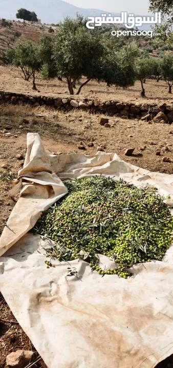 فرصة مغرية جدا لشراء ارض 4013 متر مربع للبيع بسعر مغري جدا في اجمل مناطق جرش واقربها لعمان