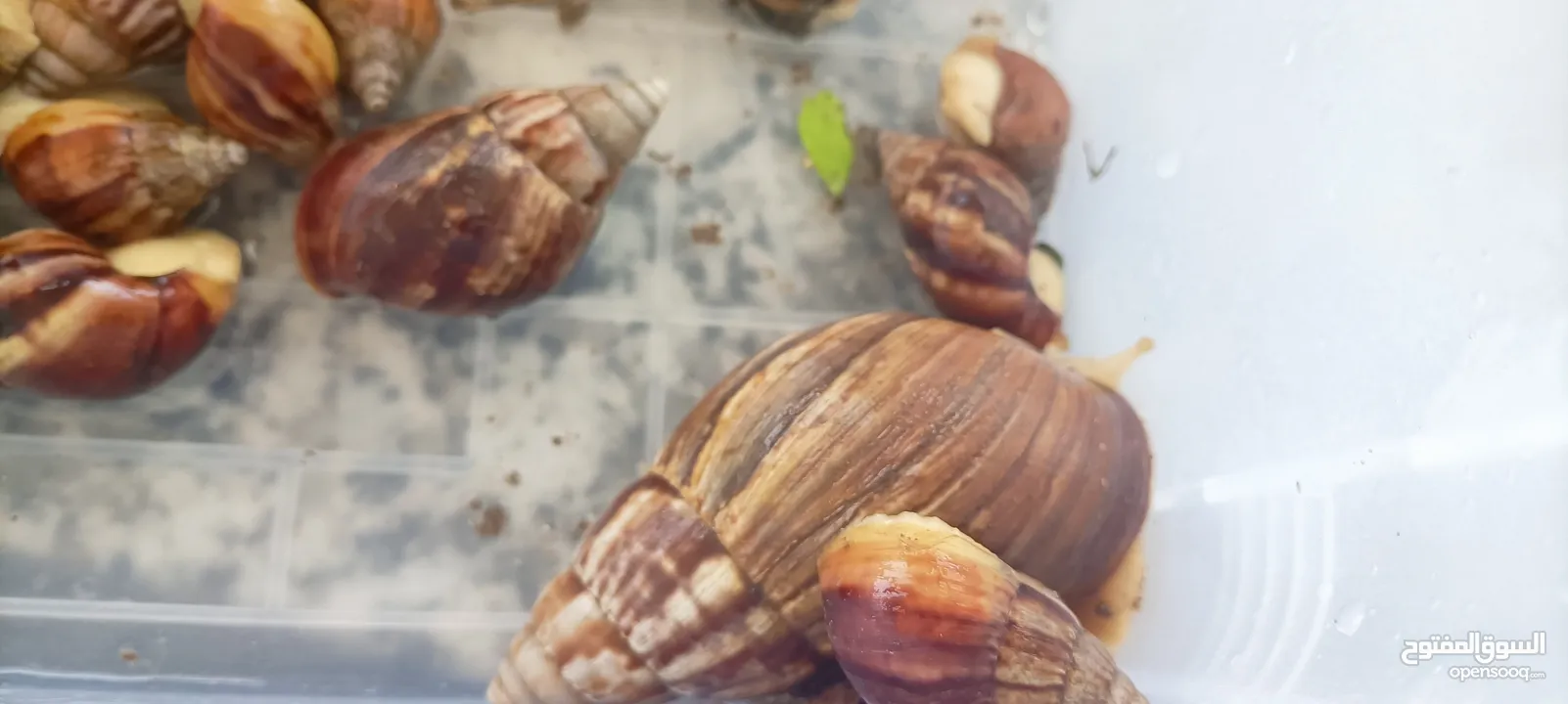 حلزونات افريقيا للبيع African snails for sale