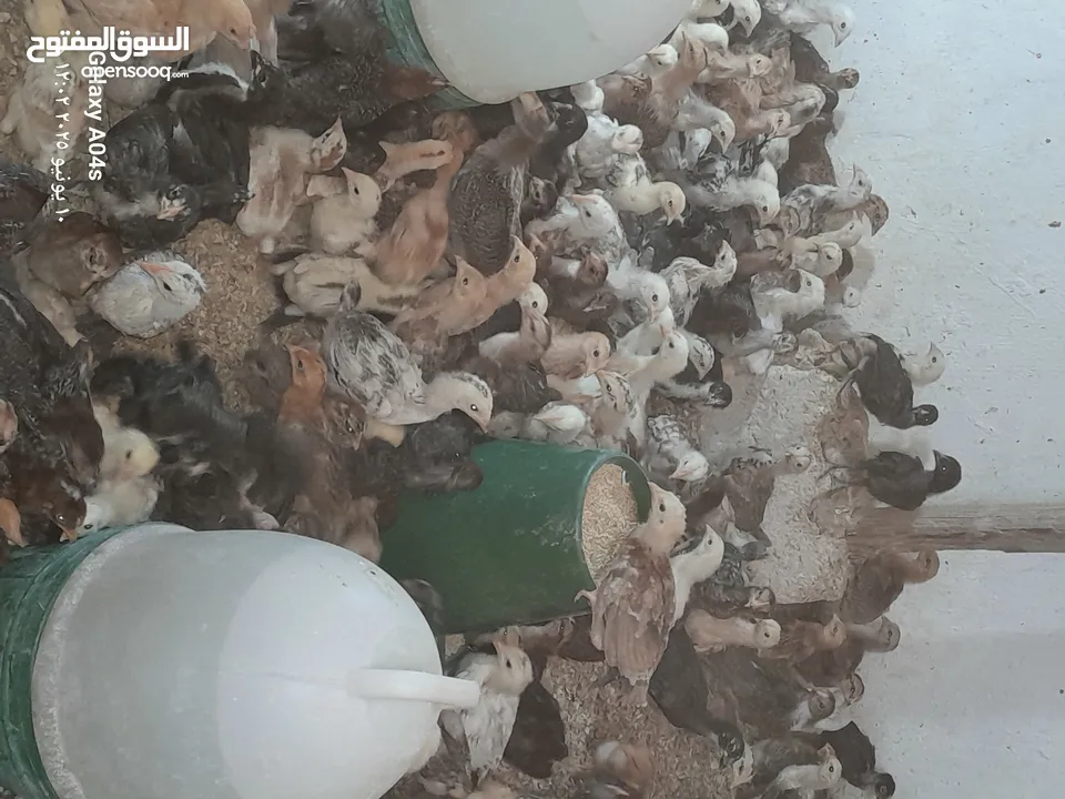 موجود صوص بلدي  بزره الاصلية عمر شهر ماخذ مطعوم التهاب سره ومي وسكر لثلاث ايام  عدد 550 مطلوب في كوم