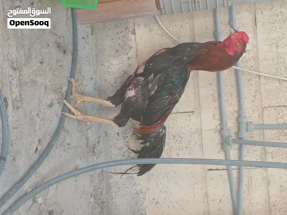 Pakistani rooster