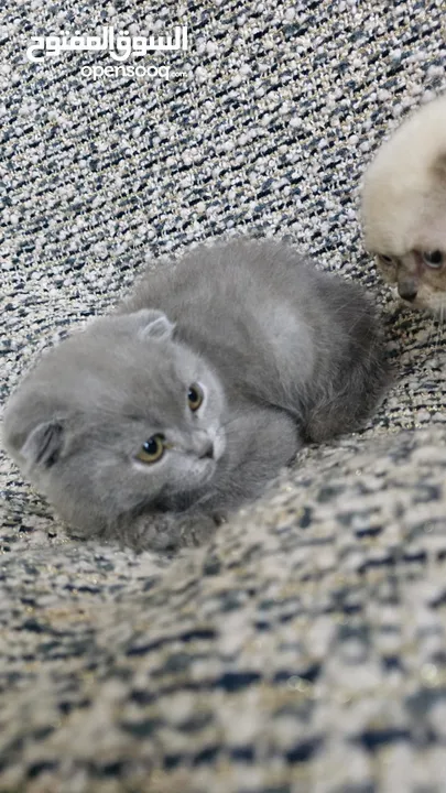 Scottish fold kitten male and female  2 month old