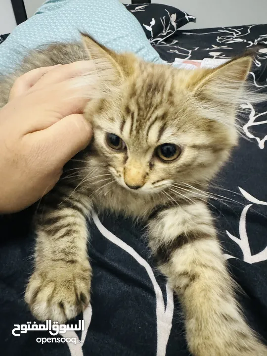 Scottish Kitten For The Adoption