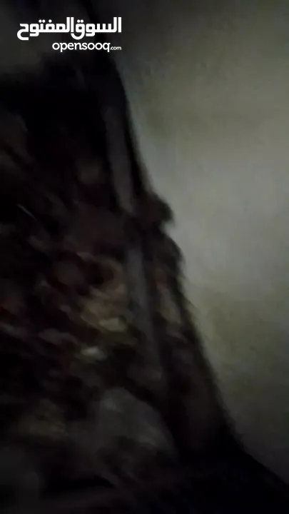 جوز أرانب فرنسيات10جاوا